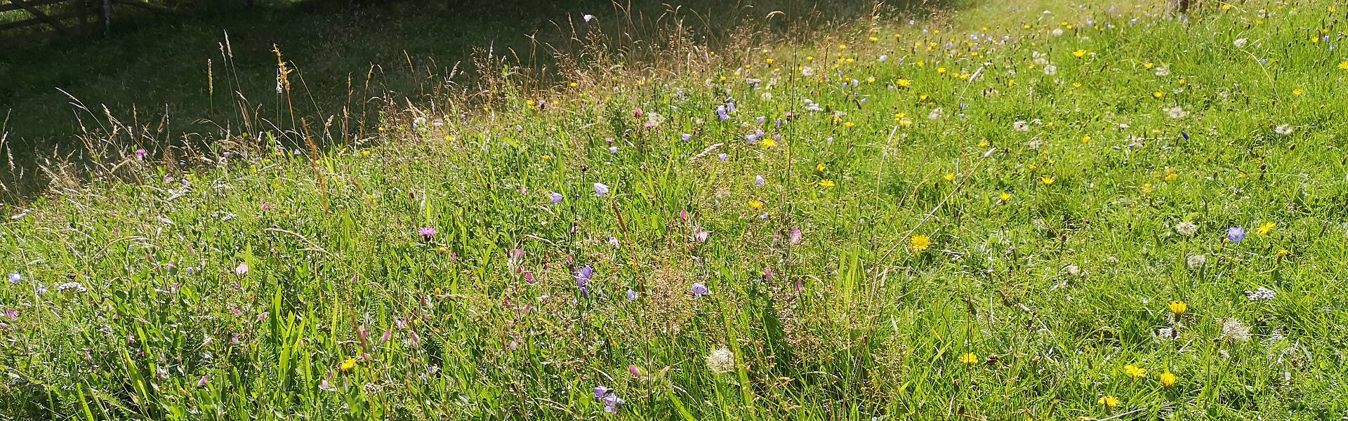 native wildflower meadow benefiting from rotational grazing, Penruddock