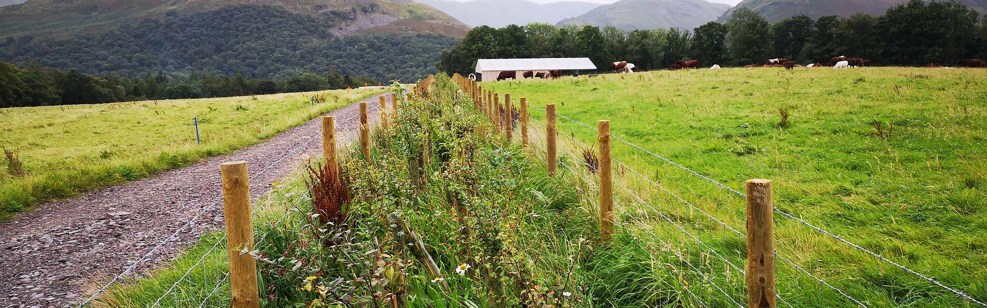 New hedgerows at Gowbarrow Farm Ullswater, with cows grazing in the background and woods in the background