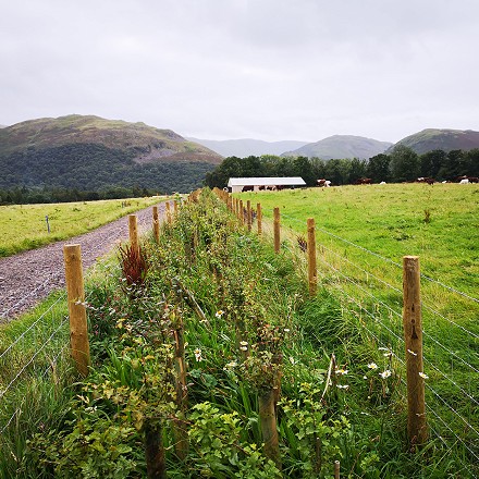 A newly planted hedgerow at Gowbarrow, Ullswater