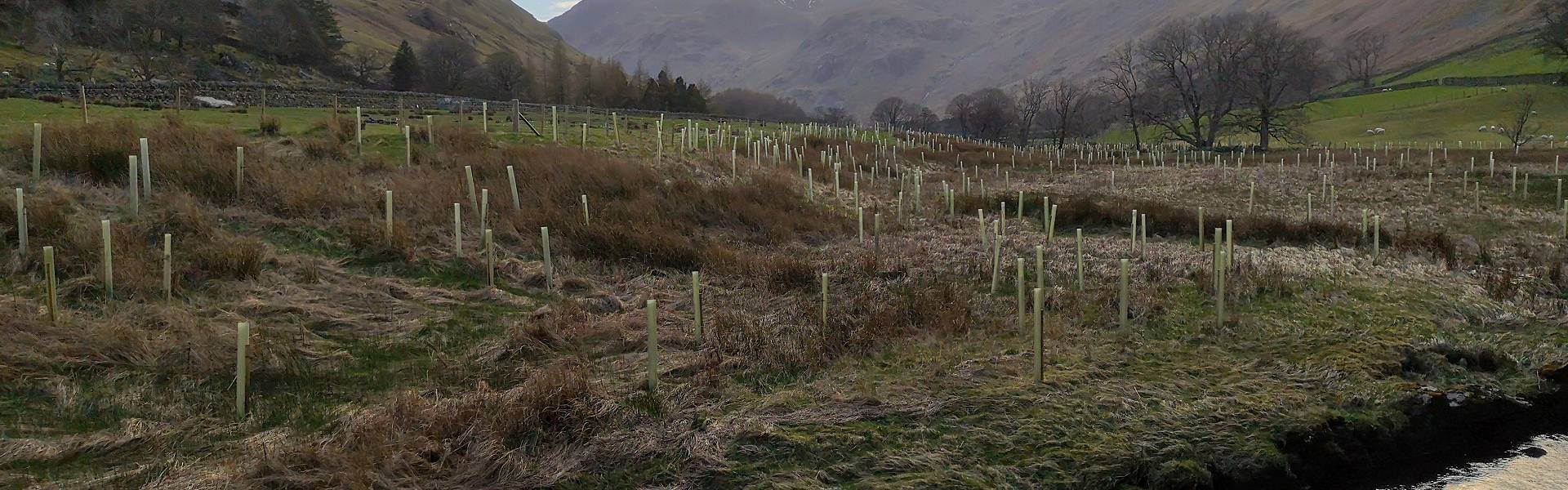 Large scale flood plain tree planting in Grisedale valley