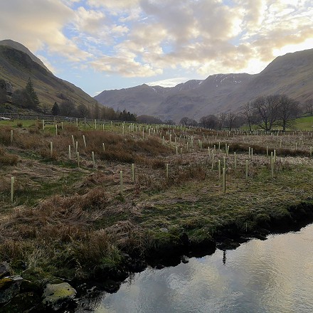 Large scale flood plain tree planting in Grisedale valley