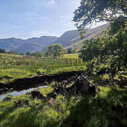Large scale tree planting in the Grisedale valley