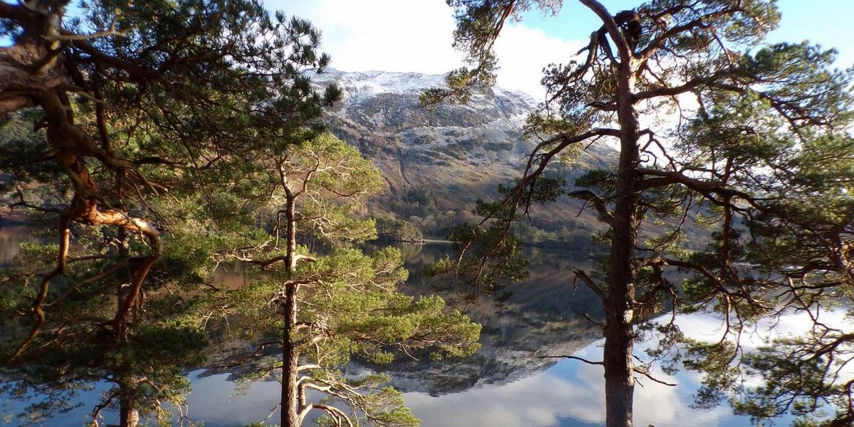 Ullswater with snow capped mountains in the background and Scots Pines by the lake on a still, sunny day