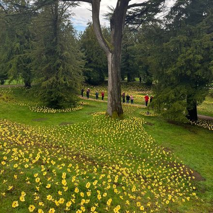 10 thousand daffodils on display in the grounds at Lowther Castle
