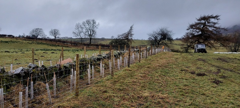 A new hedgerow and fencing in the Matterdale valley providing valueable habitat creation