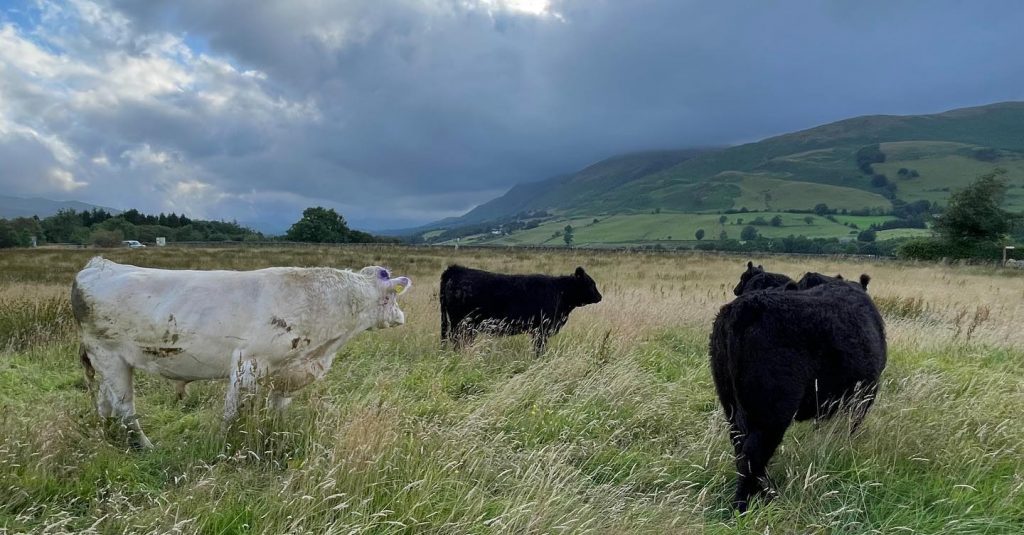 Native hardy breeds, such as these Whitebred Shorthorn and Galloway cattle, can thrive in a low input system and help regenerate soils and vegetation.