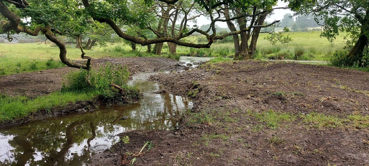 A rerouted stream flowing through trees to create valuable wet woodland habitat
