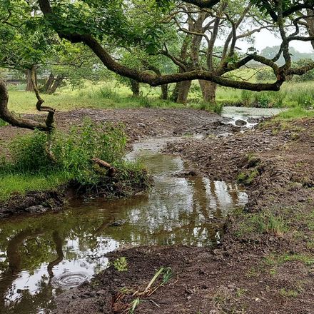 A rerouted stream flowing through trees to create a rare wet woodland habitat